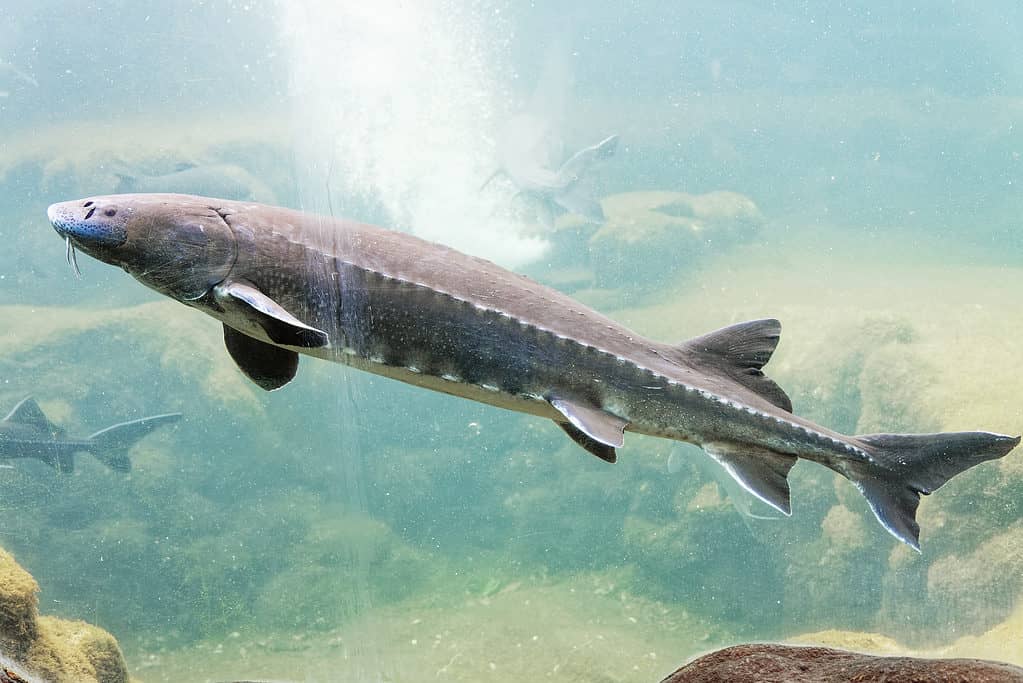 Storione bianco (Acipenser transmontanus)