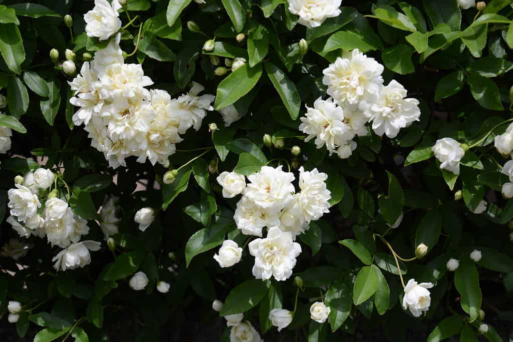 Fiori di inizio estate / Banksia bianca rosa