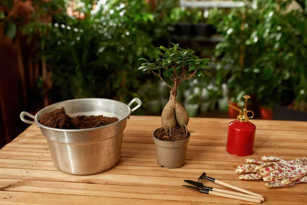 defogliare un bonsai