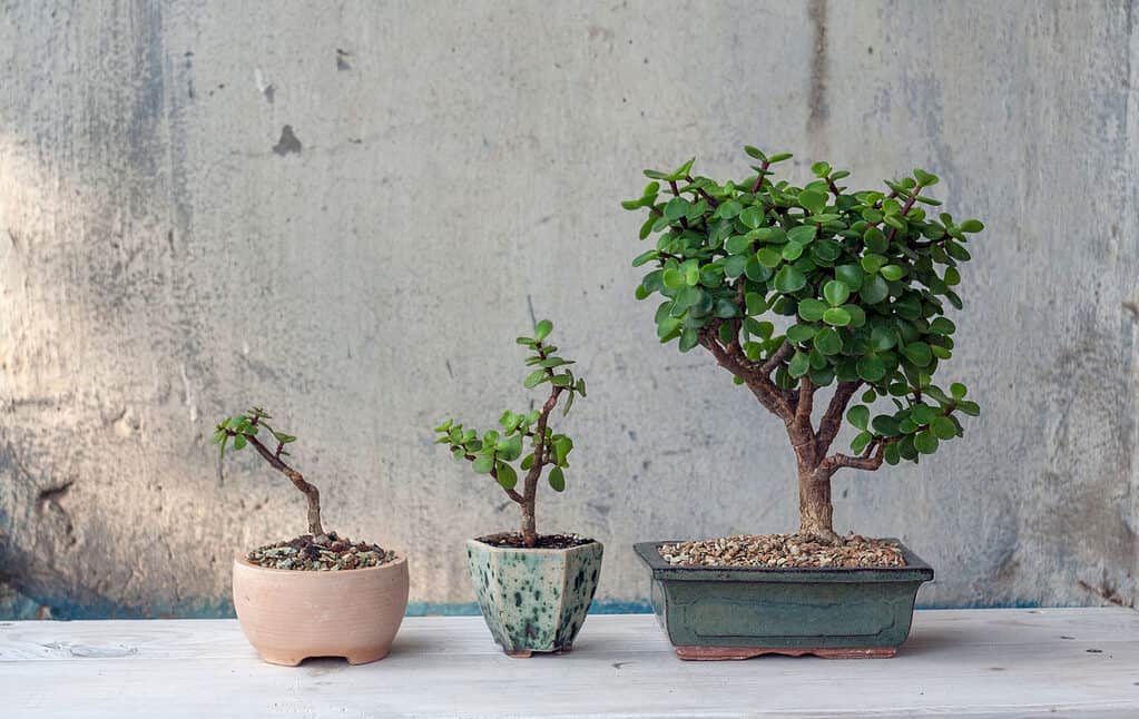 potare un bonsai