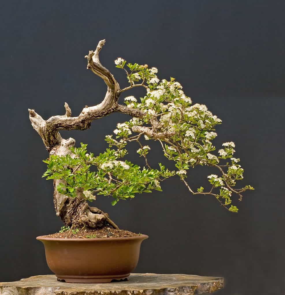 potare un bonsai