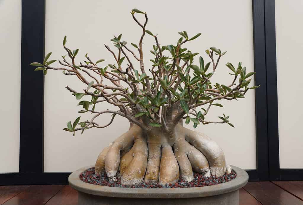 defogliare un bonsai
