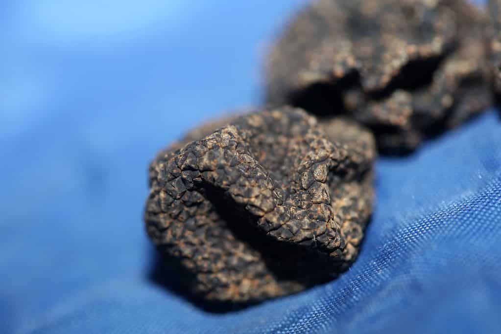 Funghi tartufi estivi selvatici neri da vicino famiglia tuberaceae botanico moderno di alta qualità sfondo di grandi dimensioni stampa decorazione della casa