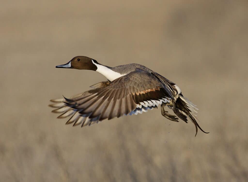 draco pintail settentrionale in volo