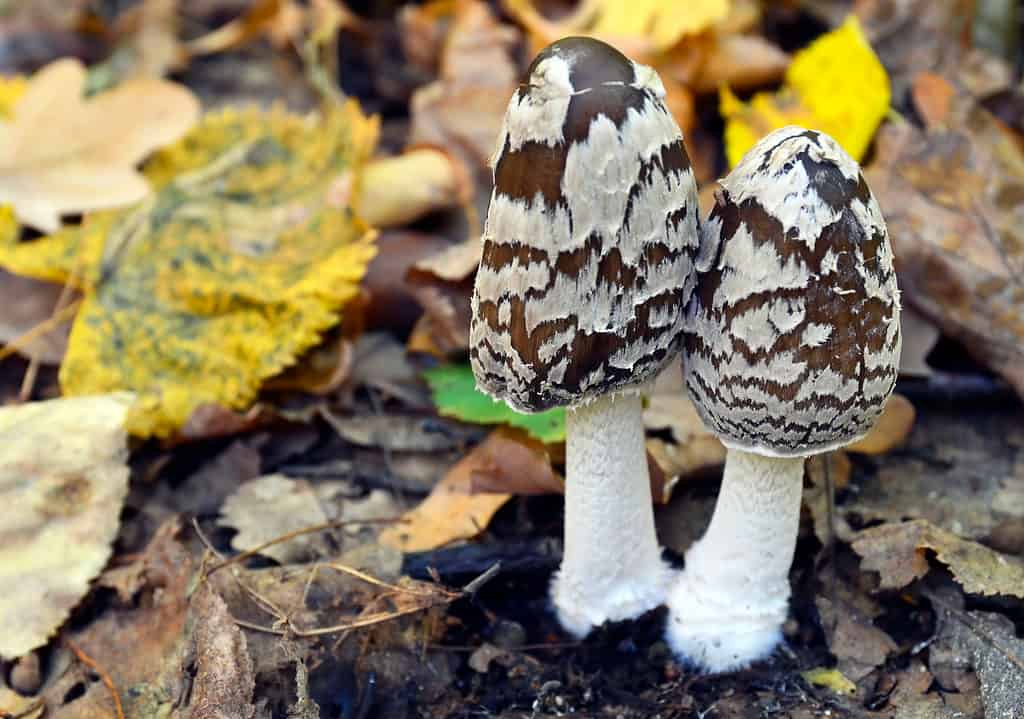 Coprinopsis picacea, gazza calamaio