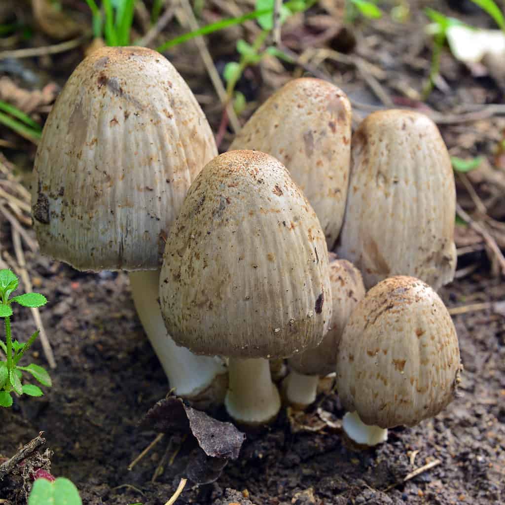 Coprinopsis atramentaria funghi che crescono in un grappolo