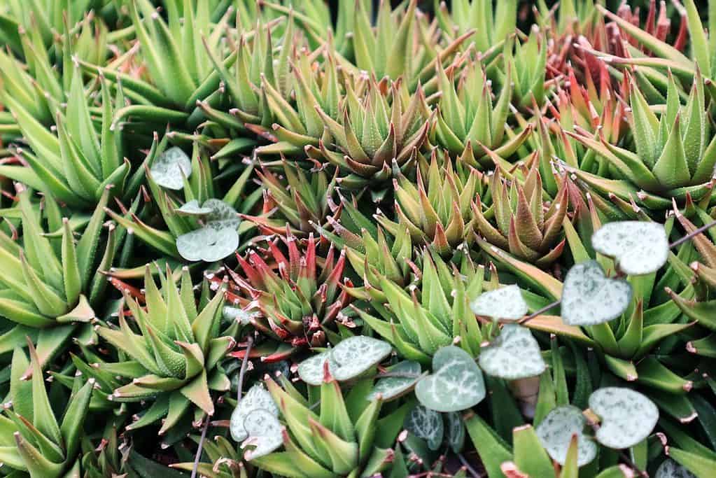 Haworthia angustifolia