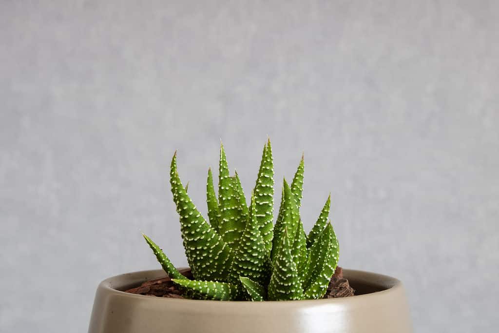 lacrime di angeli succulente