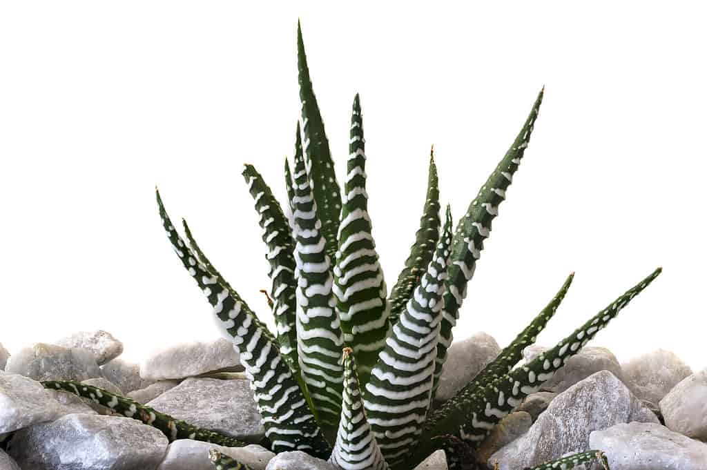 Succulente cactus zebra (Haworthia fasciata)