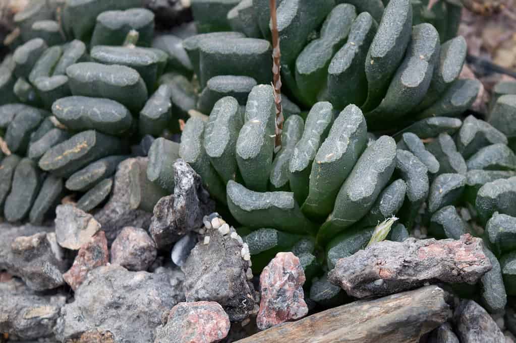 Denti di cavallo succulenti