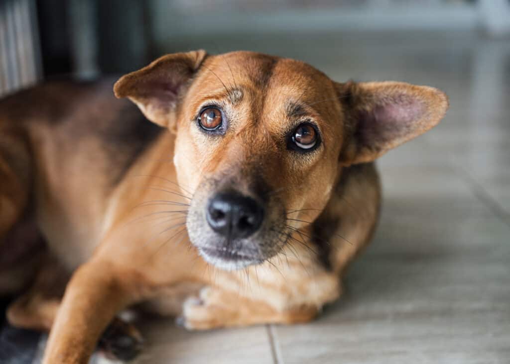 Cane sdraiato che sembra triste