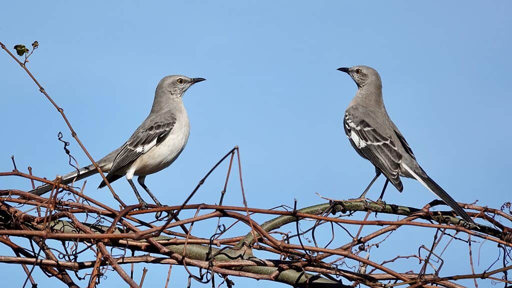 Coppia di Mockingbird settentrionale (Mimus polyglottos) appollaiata su un ramo contro il cielo blu brillante.
