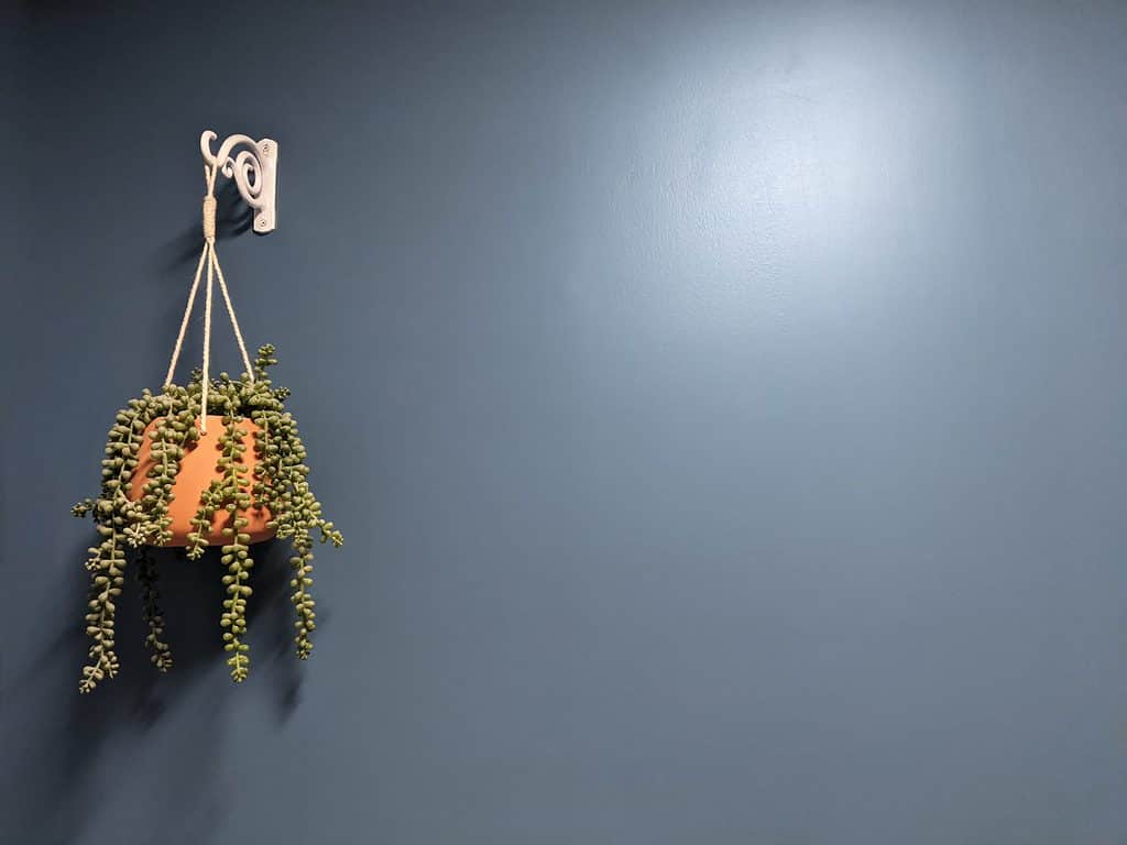 La parete blu ardesia costituisce lo sfondo dell'immagine.  Sul lato sinistro della fotografia c'è una pianta sospesa, la pianta è appesa a un gancio simile a una pergamena che è avvitato nel muro verso la parte superiore della cornice.  La pianta è in un vaso di terracotta che è tenuto sul gancio da un semplice appendiabiti macramè.  Le foglie verdi delle piante gocciolano sul vaso di terracotta, sono piccole e rotonde.  La pianta sembra essere una succulenta.  Ci sono circa 11 diversi vitigni visibili della pianta