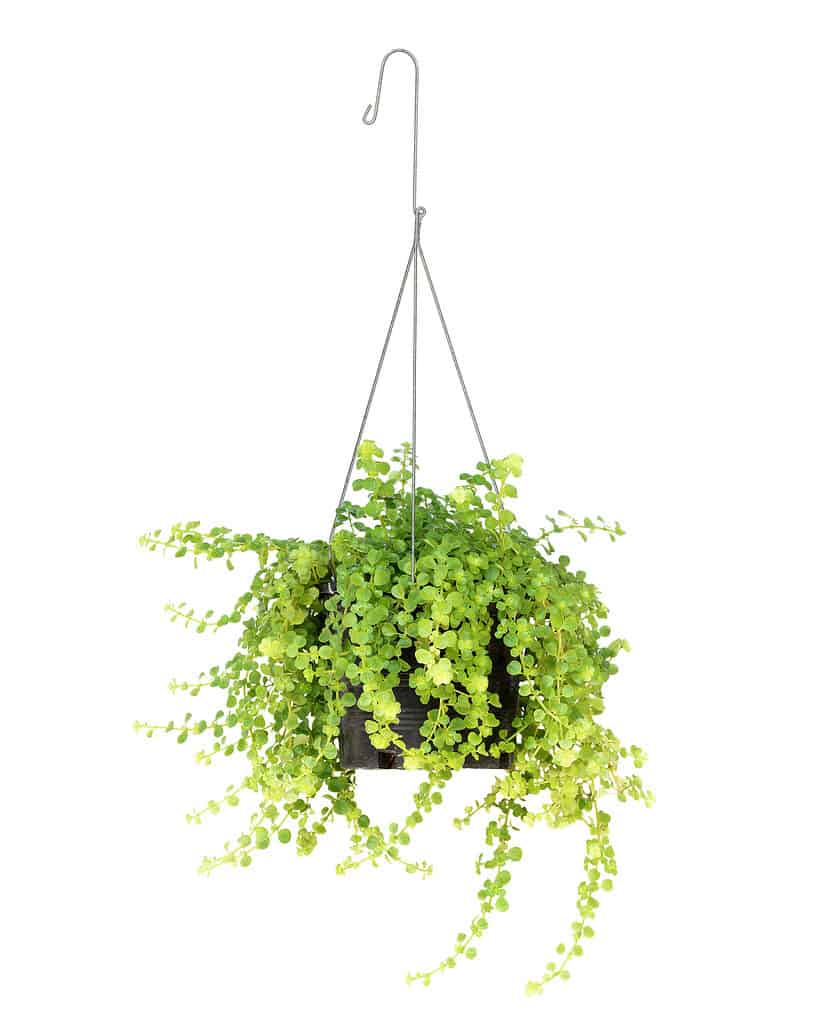 Cornice centrale contro l'isolato bianco: una pianta con le gambe lunghe da verde a giallo con piccole foglie rotonde è visibile in un vaso sospeso di plastica nera.  Il gancio è costituito da un gancio a filo a tre punte grigio/argento.