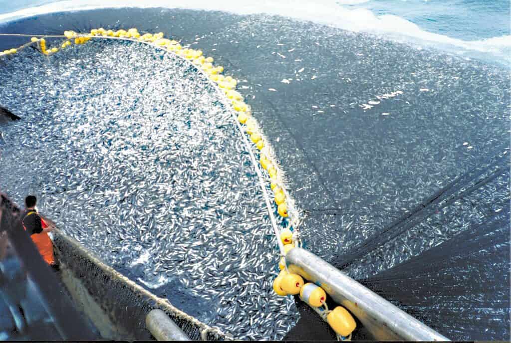 Lo sgombro jack cileno viene pescato commercialmente
