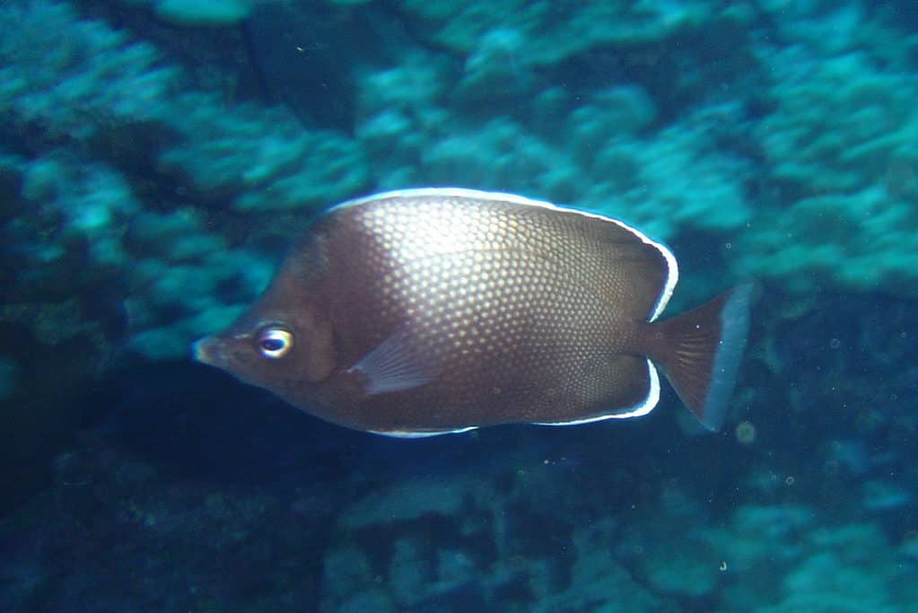 Pesce farfalla dell'isola di Pasqua (Chaetodon litus)
