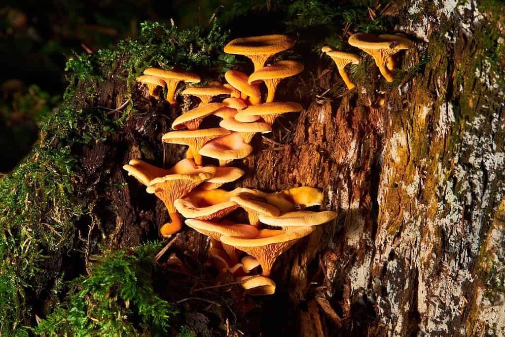 Hygrophoropsis aurantiaca, falsi finferli
