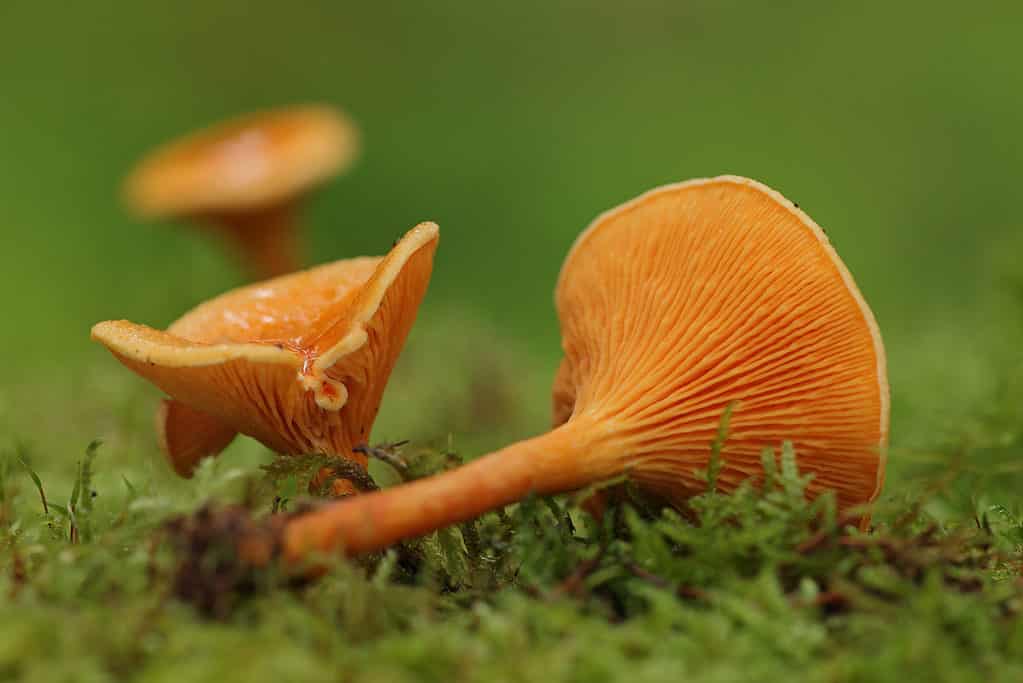 Falsi finferli (Hygrophoropsis aurantiaca).