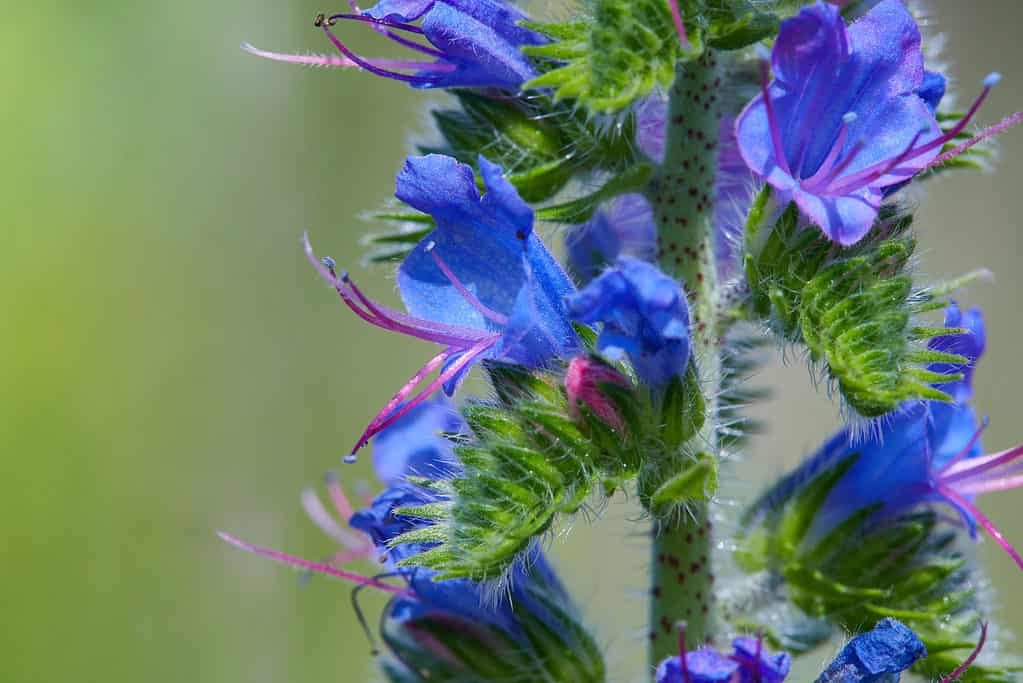 Bugloss di vipera (Echium vulgare)