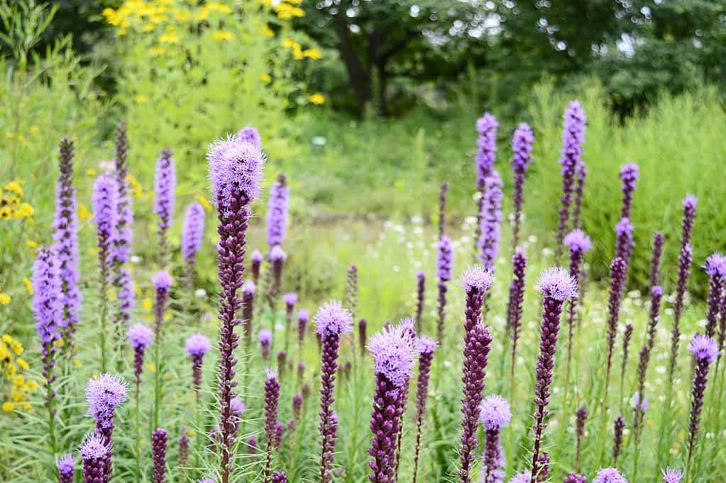 Le fioriture di stelle alte e ardenti (Liatris aspera) hanno una forma a stella