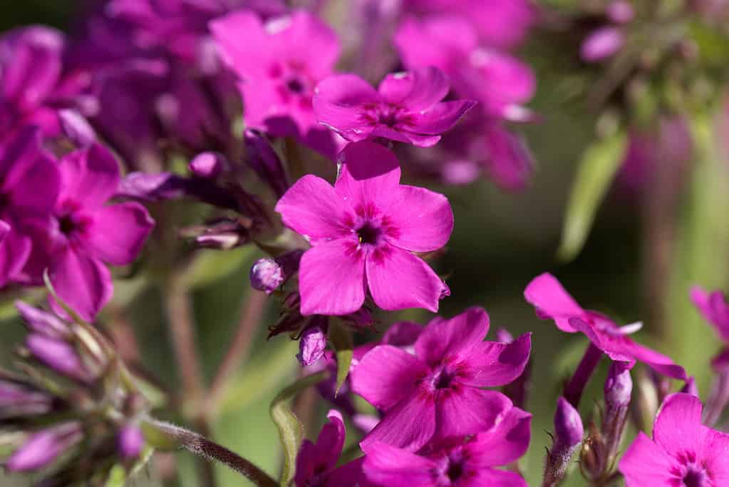 Phlox della prateria (Phlox pilosa)