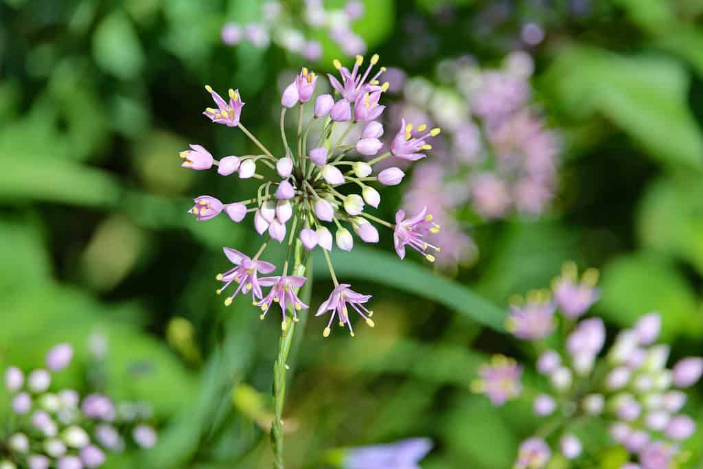 Fiori di campo della cipolla della prateria (Allium stellatum).