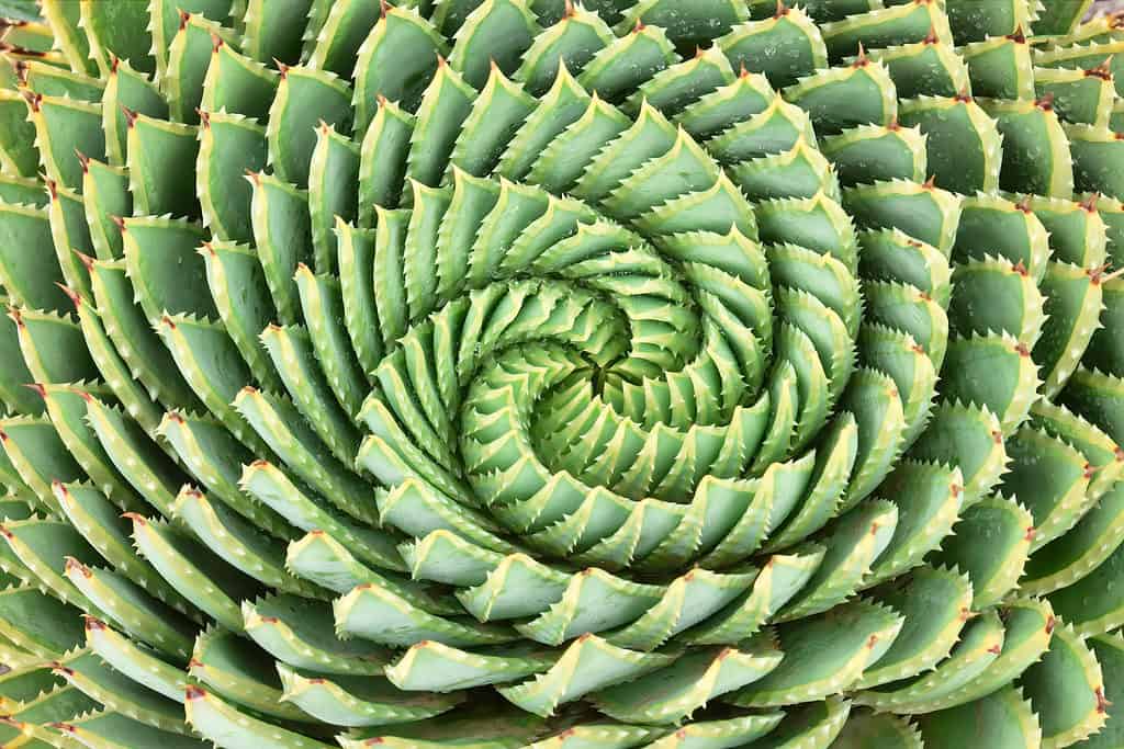 Aloe a spirale (Aloe polyphylla)