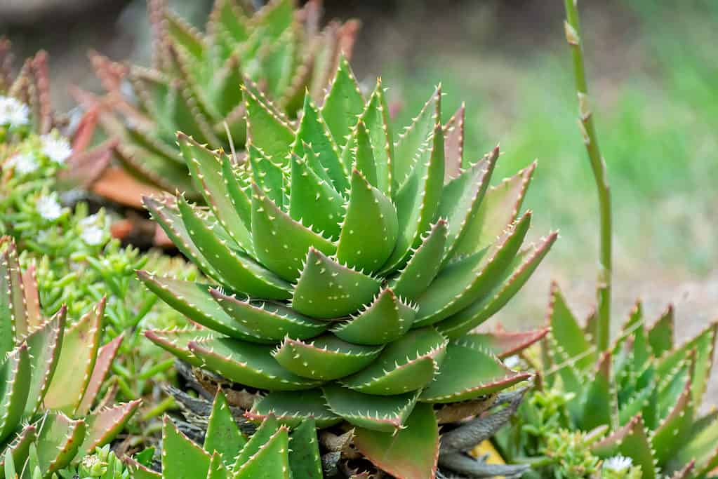 L'aloe mitriformis è un aloe nano