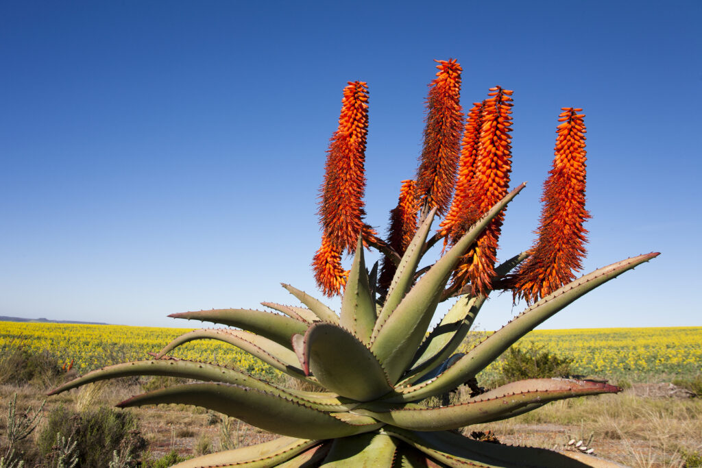 L'aloe ferox è un albero di aloe