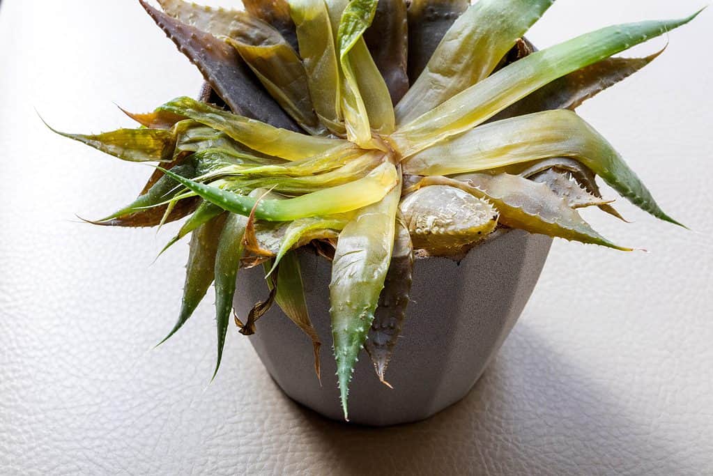 Pianta di aloe vera morente