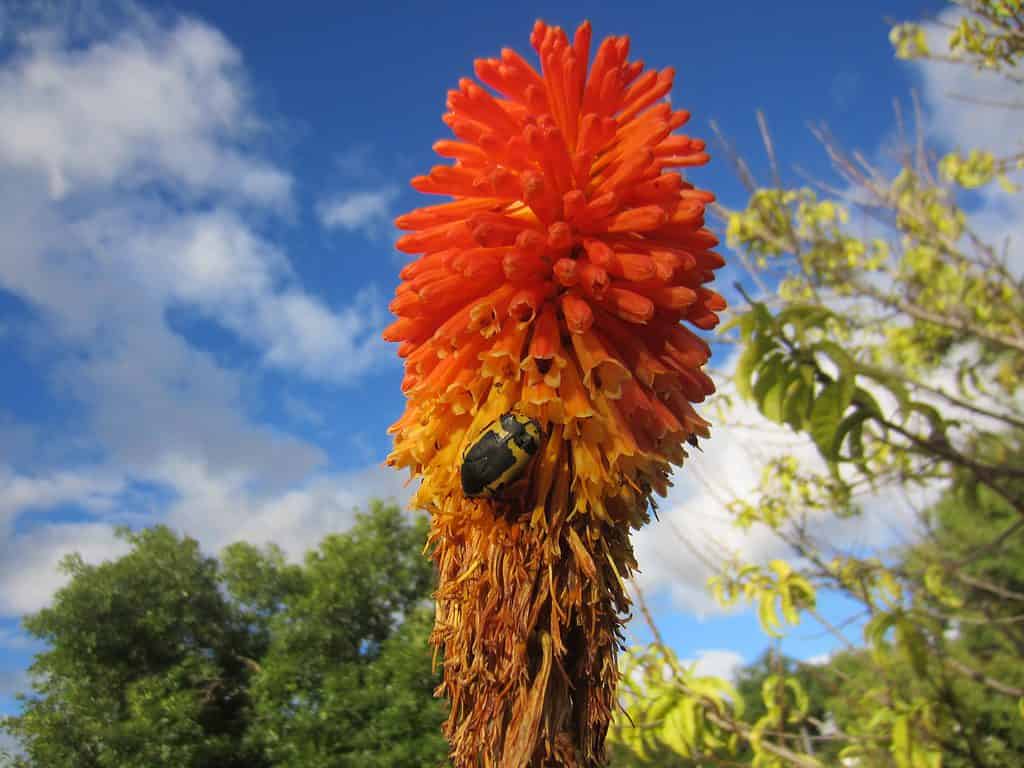 Fiore rovente dell'aloe della mazza (aloe aculeata).