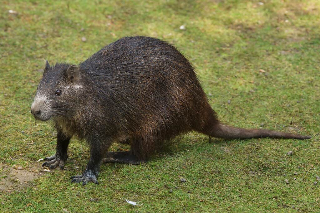 La hutia cubana è l'animale nazionale di Cuba