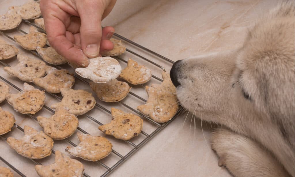 Dolcetti per cani Buffalo blu