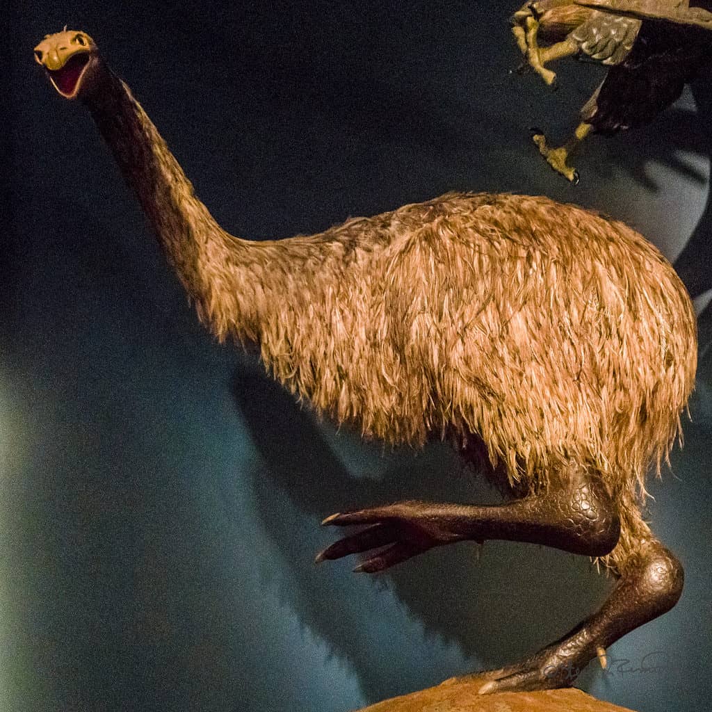 Uccello moa della Nuova Zelanda ora estinto