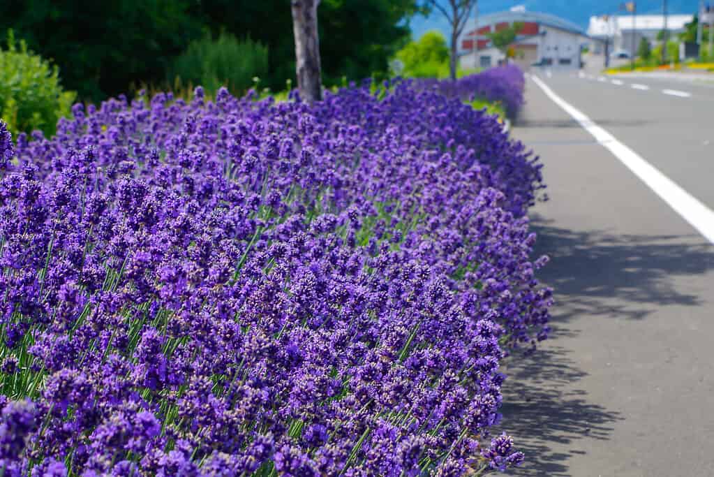 Lavanda inglese Hidcote (Lavandula angustifolia)