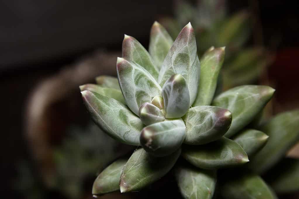Le foglie verde-bluastre con venature viola della piccola pianta gioiello