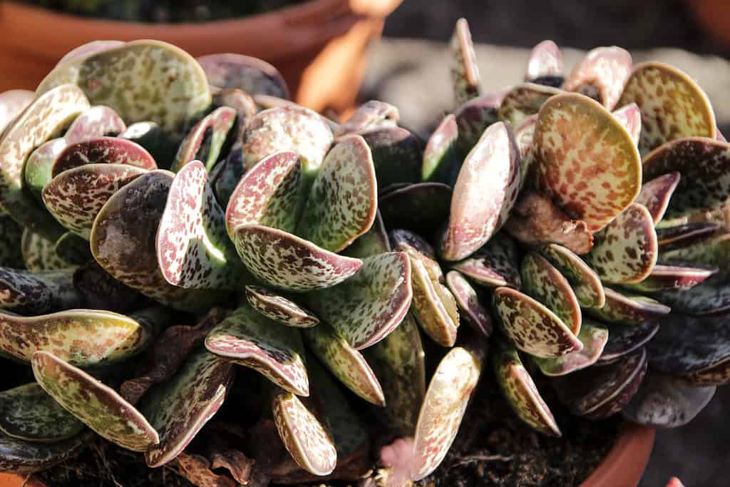 Le foglie piatte di forma ovale grigio-verde della pianta dei cuori di calicò con macchie viola distintive