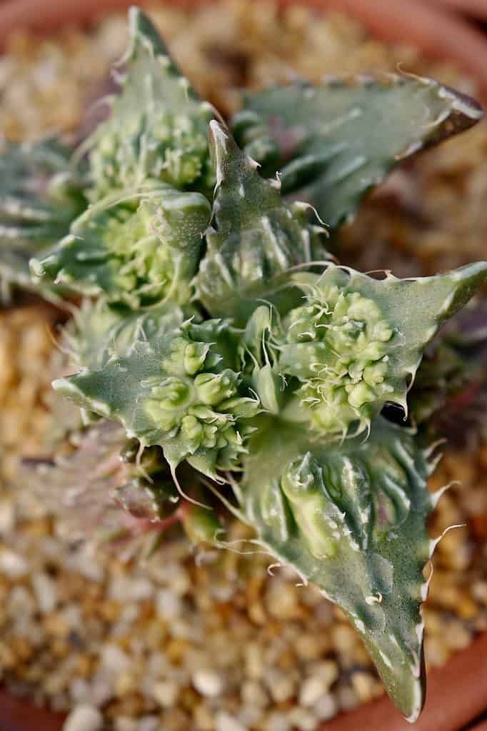 Primo piano di una pianta di mascelle di tigre di ciottoli, che mostra i suoi "denti"