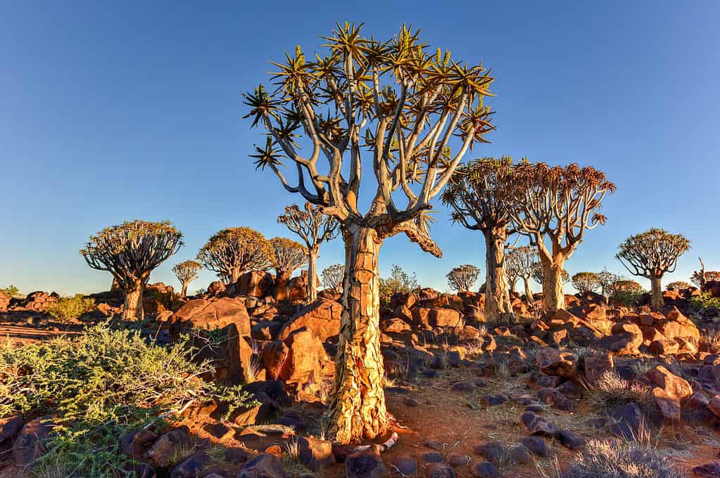 L'albero faretra (Aloidendron dichotomum) è in realtà una pianta succulenta 