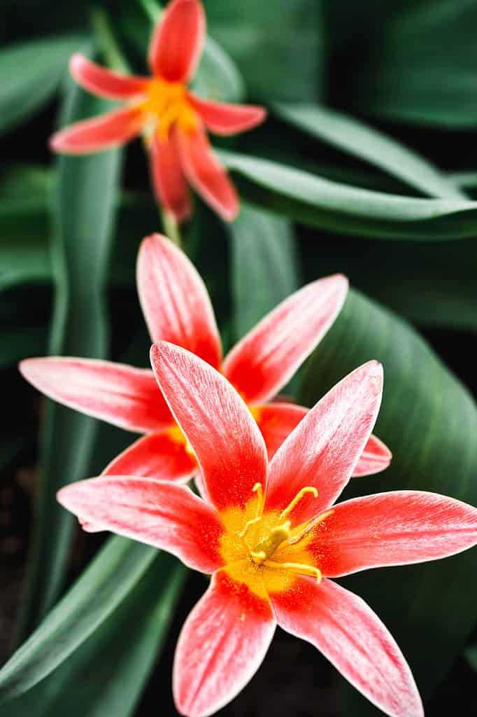 Tulipano Kaufmanniana rosso/rosa con centro dorato