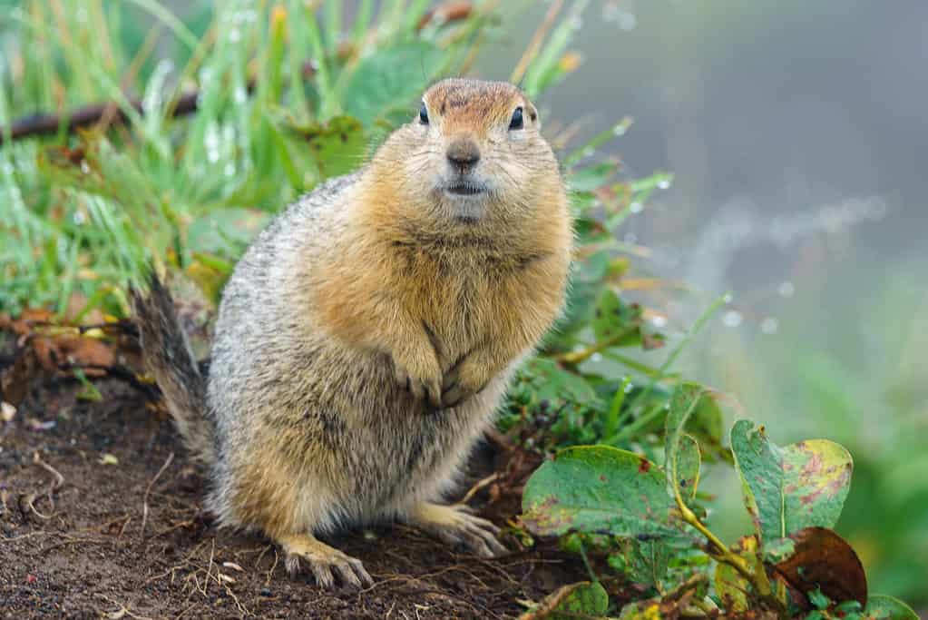 Un gopher in piedi sulle zampe posteriori