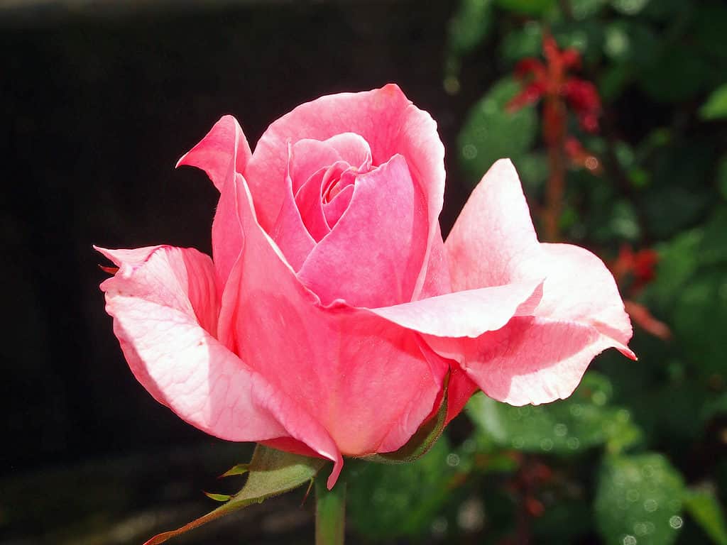Un primo piano di una rosa Queen Elizabeth rosa