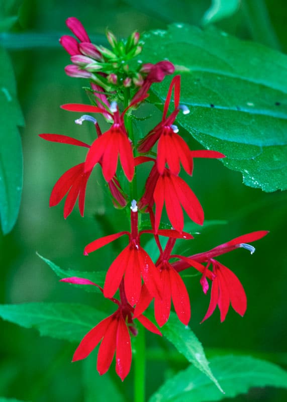 Ananas Salvia, Cardinale - Uccello, Fiore, Rosso, Autunno