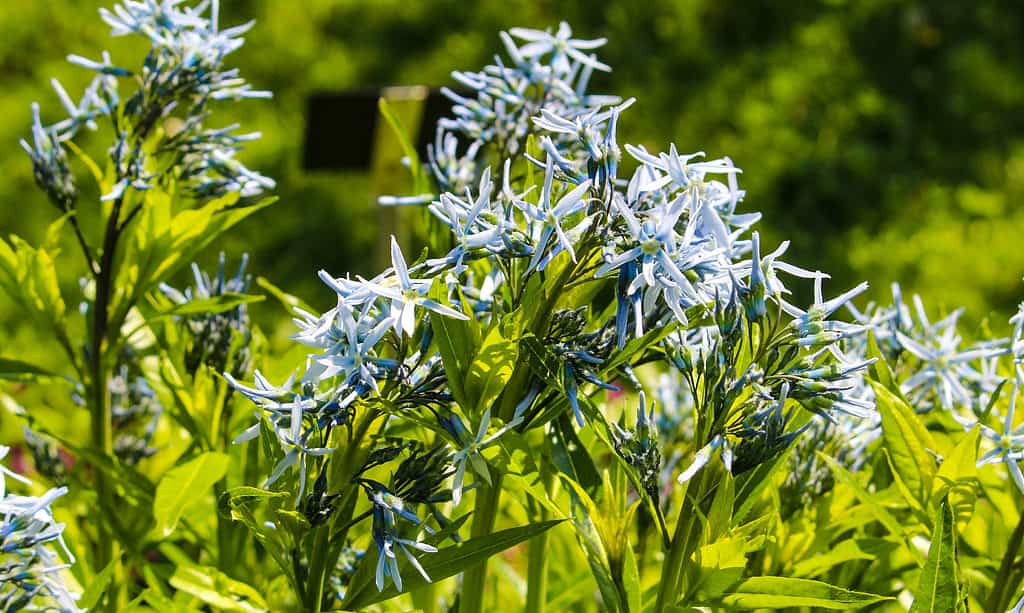 Amsonia l'illustre