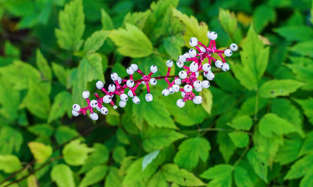 Occhi di bambola Actaea pachypoda
