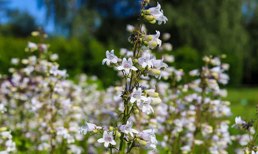 Penstemon digitalizzato