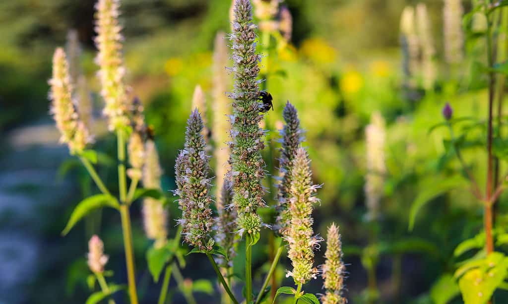 Agastache nepetoidi