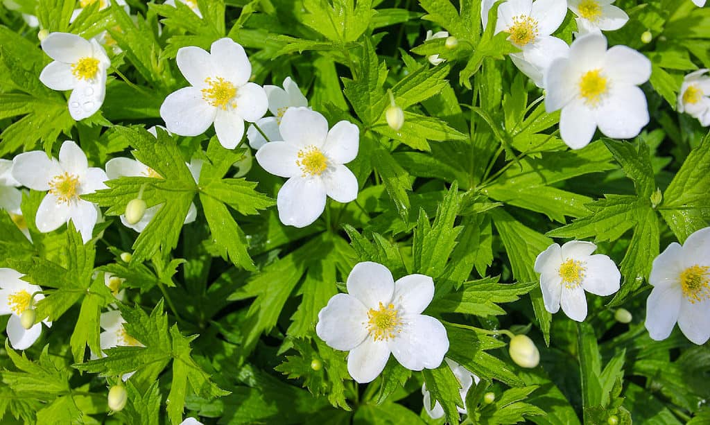 Sfondi, Botanica, Famiglia dei ranuncoli, Close-up, Fiore