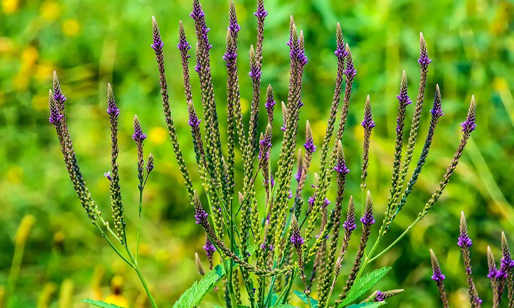 Verbena, blu, fiore, bellezza, bellezza naturale