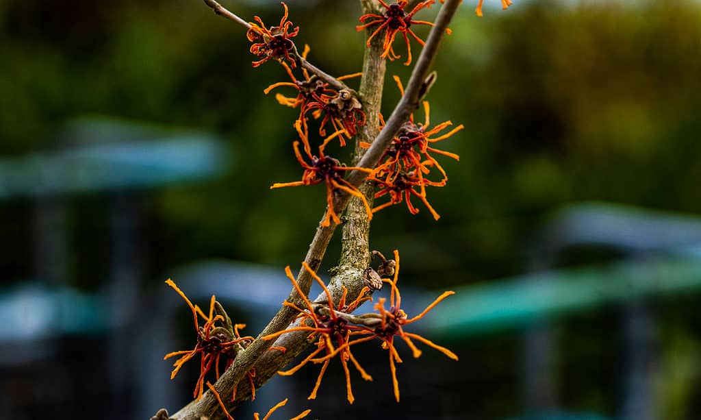 Ozark Amamelide